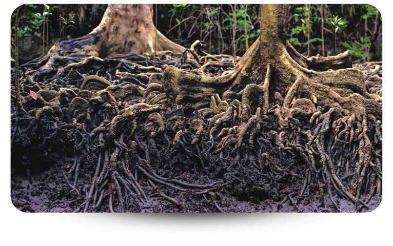 Two trees with roots entagled together 