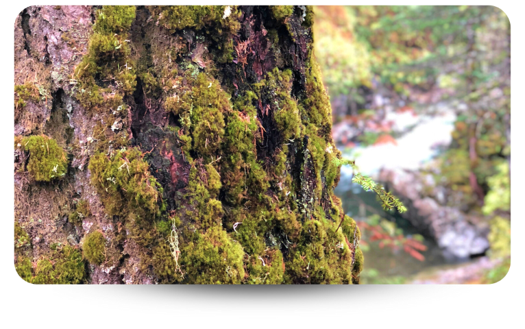 Closeup of a tree trunk in the forest with thick green moss growing on the northside of the trunk