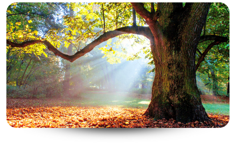 Large mature oak tree with green leaves and fall leaves below with sunshine filtering through