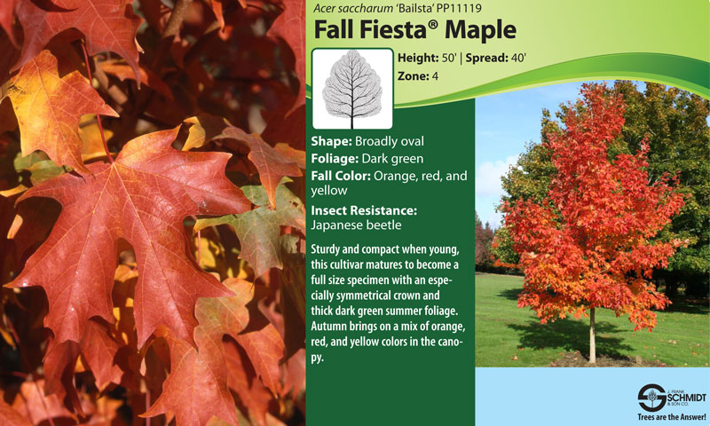 Fall Fiesta Sugar Maple Data Sheet