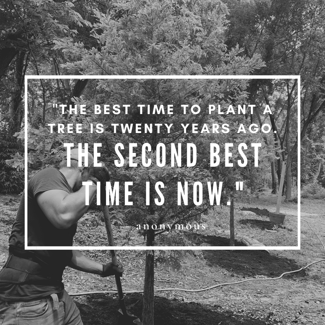 Plant a tree now quote