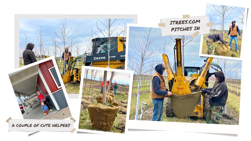 A photo collage of our crew helping to dig trees from the nursery's field.