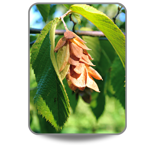 American Hophornbeam nutlet and green leaves closeup