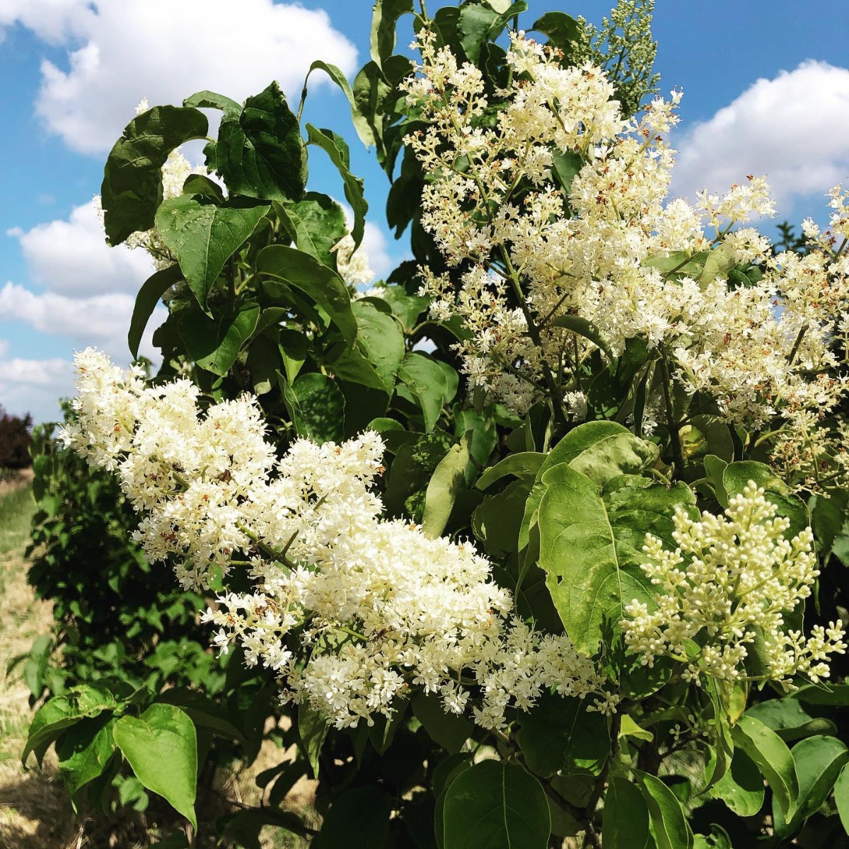 Japanese Tree Lilac Flowers