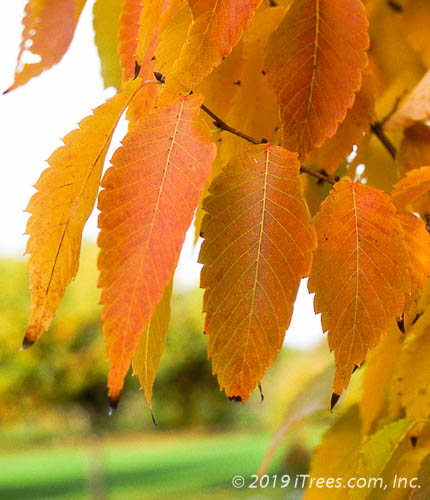 Zelkova