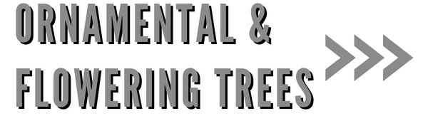Ornamental & Flowering Trees text image with grey color and League Gothic font with black undershadow