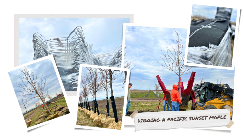 A photo collage of the nursery crew digging a large Pacific Sunset Maple tree from the field