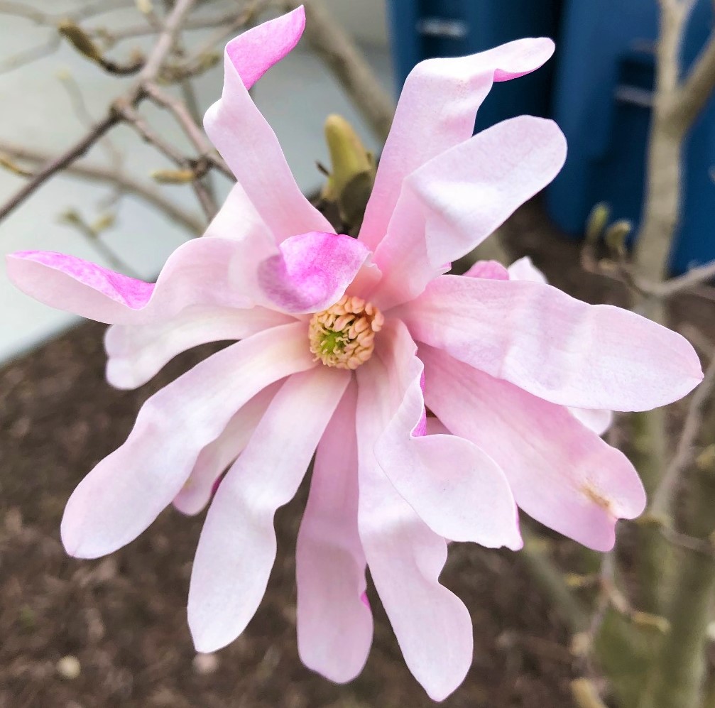 Pink Magnolia Flower