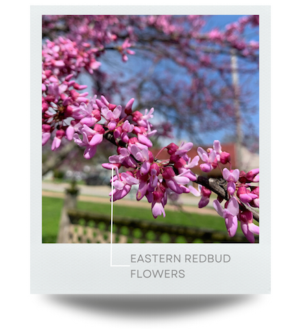 Eastern Redbud flowers