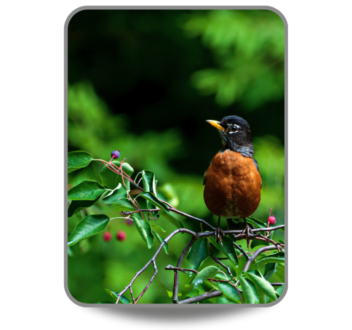 robin sitting on a serviceberry branch 