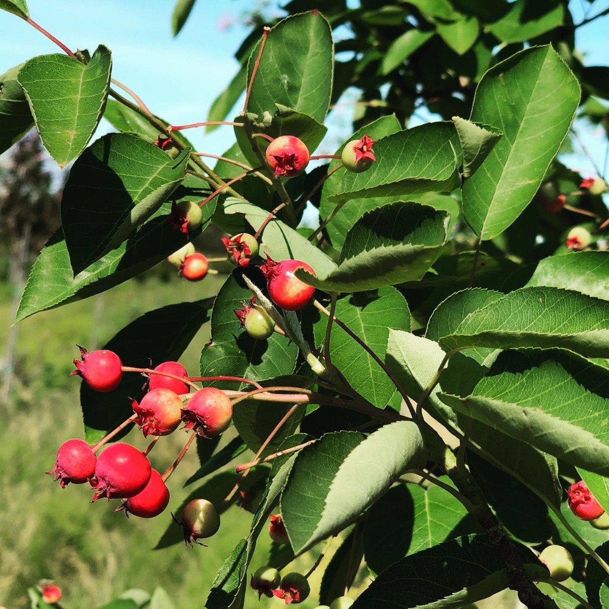 Serviceberry Fruit