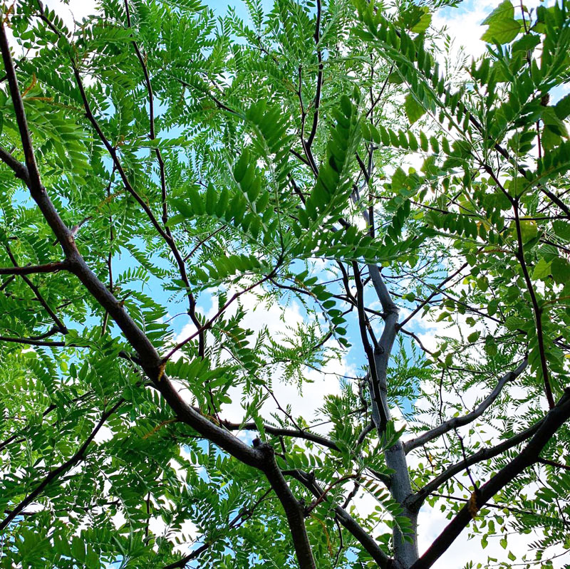 Skyline Honeylocust Underside Foliage Canopy