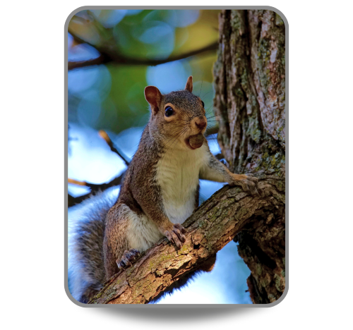 Squirrel on an Oak tree branch with an acorn