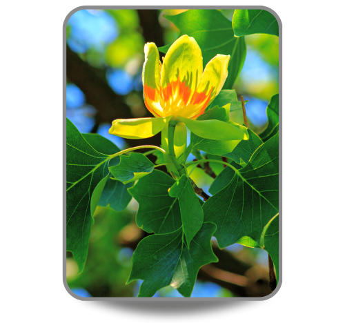 Tulip Tree yellow and orange flower and leaves closeup