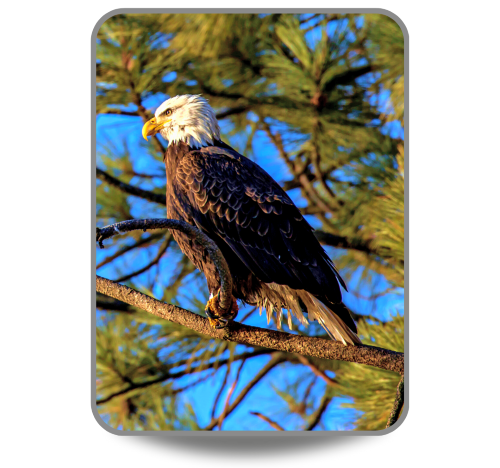 American Bald Eagle sitting on top of a pine tree with blue sky in the background.