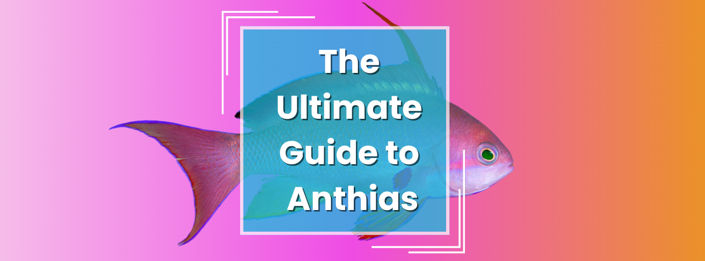 Anthias_1.png