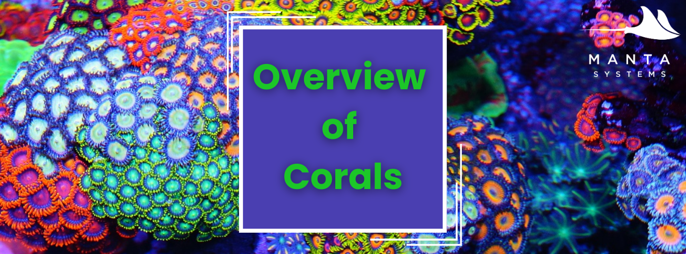 Coral_Overview_1.png