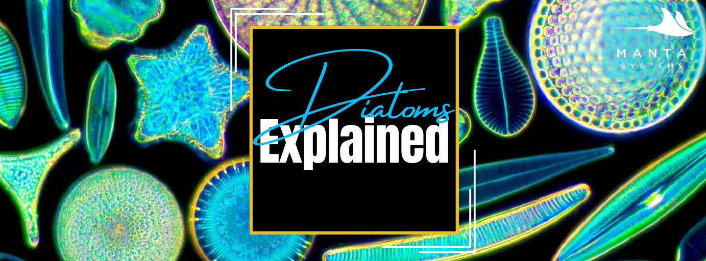 Diatoms.png