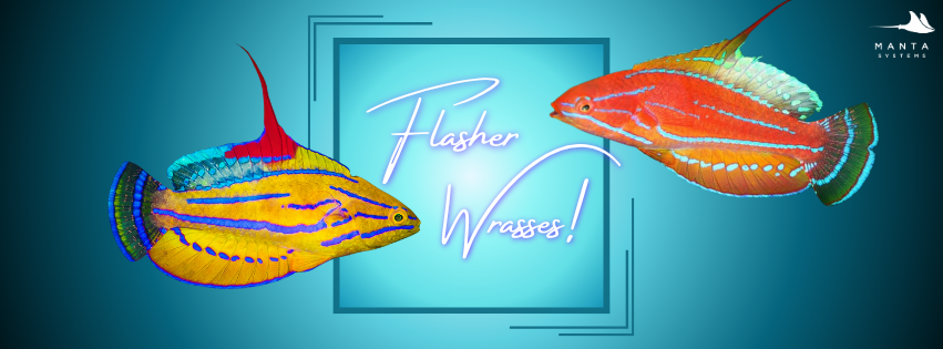 Flasher Wrasses (Paracheilinus): The Complete Species, Care, and Courtship Guide — article banner