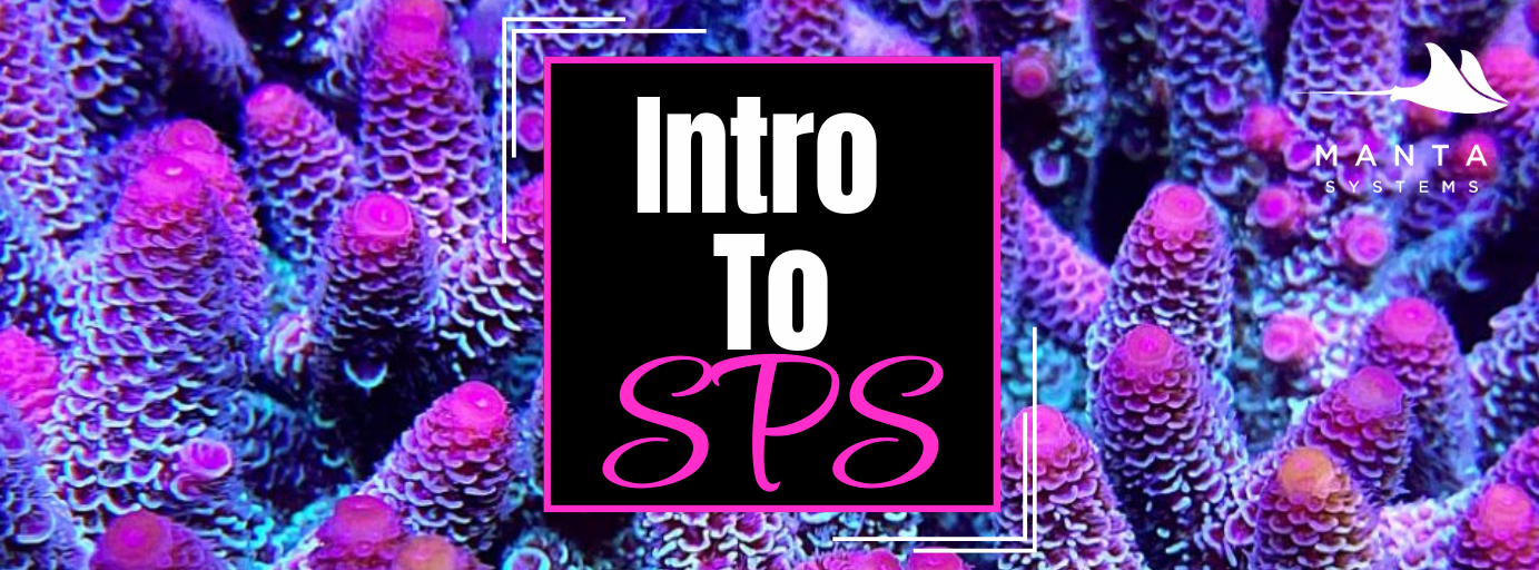 Intro_to_SPS_Banner.png
