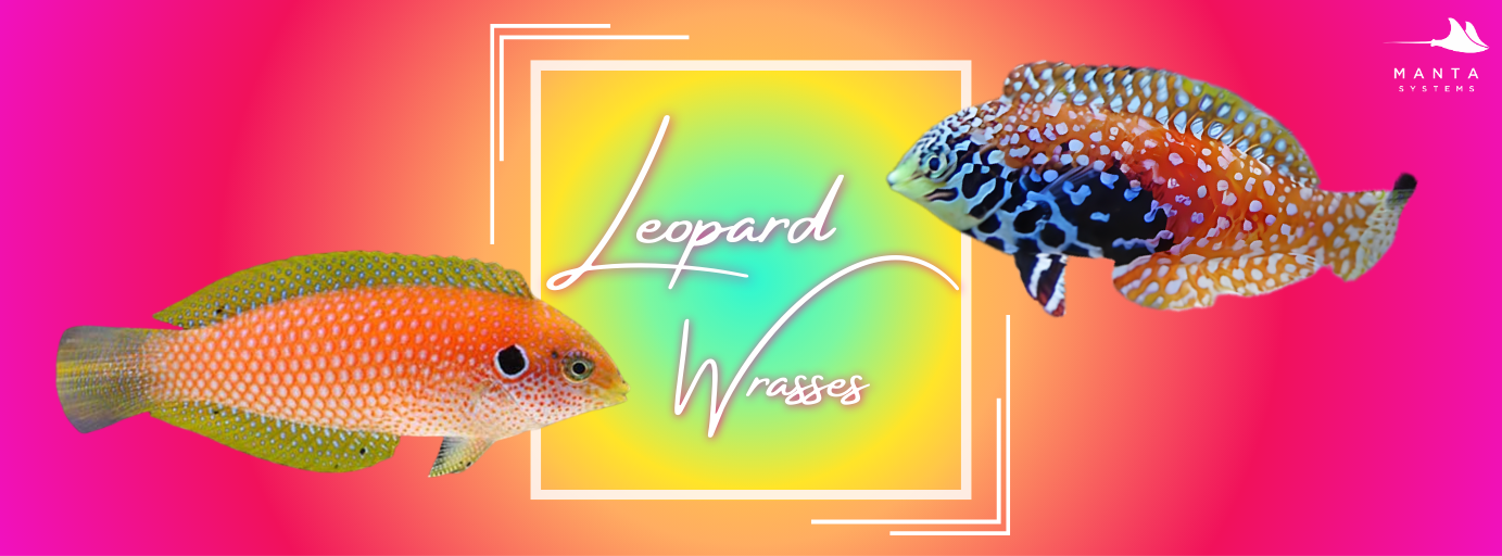 Leopard_Wrasse_banner.png