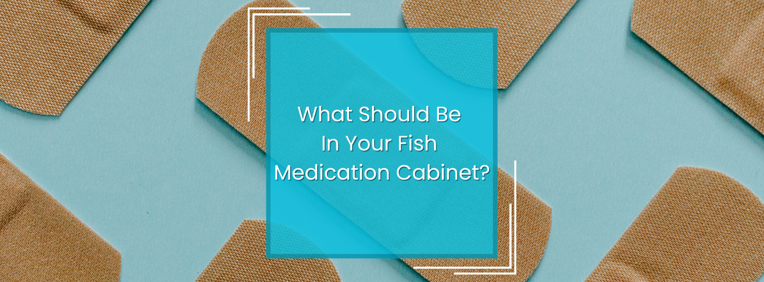 The Ultimate Quarantine Kit for Saltwater Hobbyists: Medications, Baths, and Essential Equipment — article banner