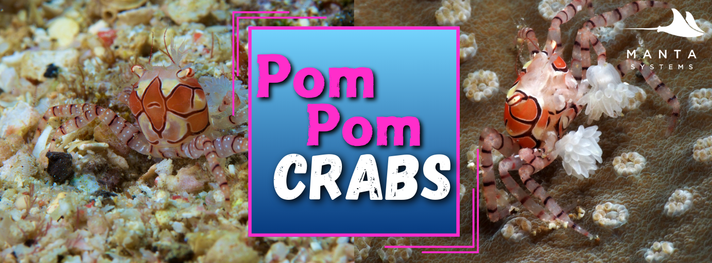 Pompombannerpng.png
