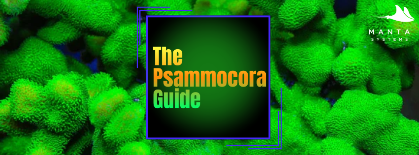 Psamm_banner.png