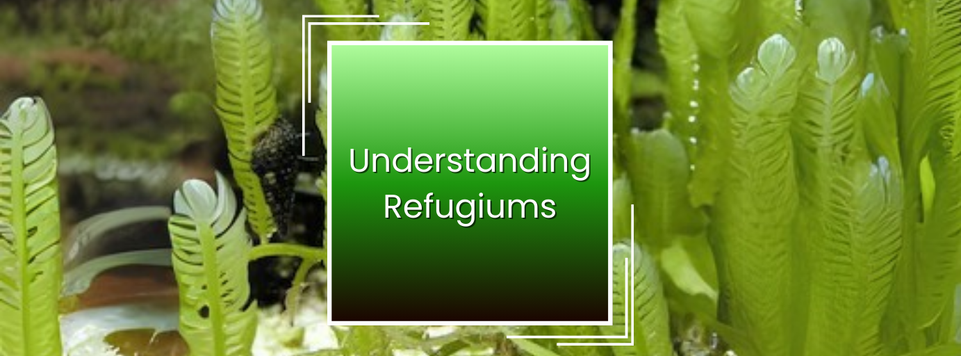 Refugium Essentials: Enhancing Natural Filtration &mdash; article banner