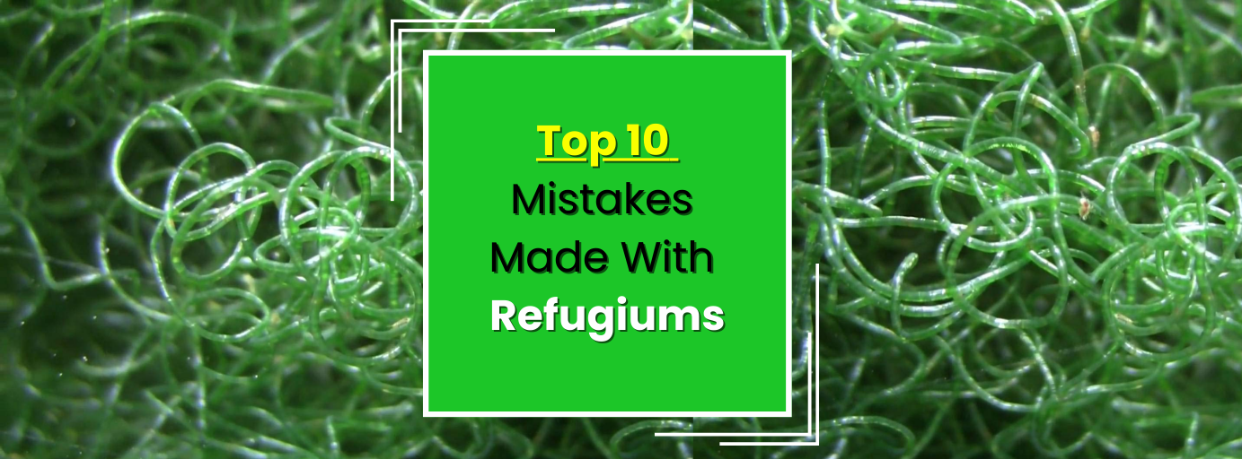 Top 10 Refugium Mistakes — article banner