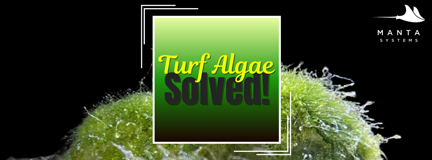 Turf_Algae_Banner_1.png