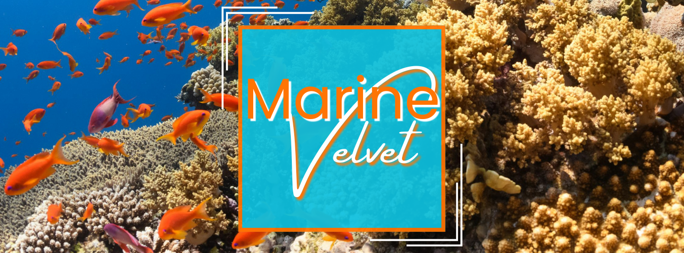 Velvet_Banner.png