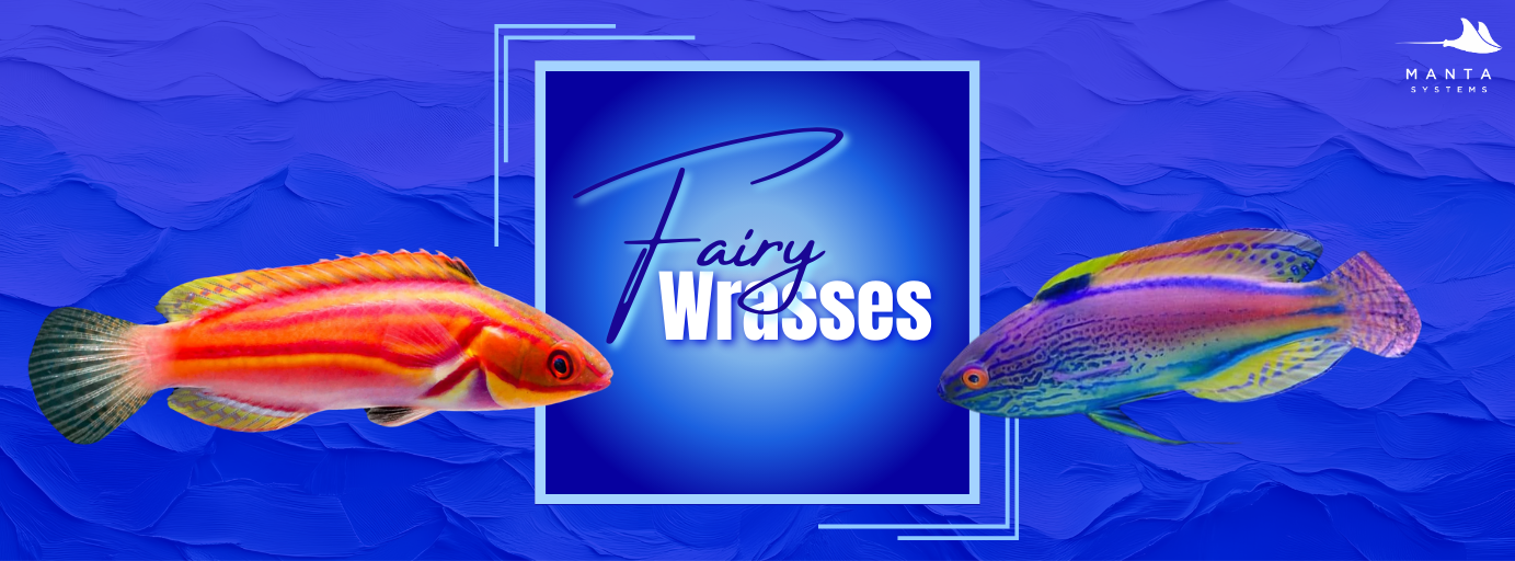 fairy_wrasse_banner.png