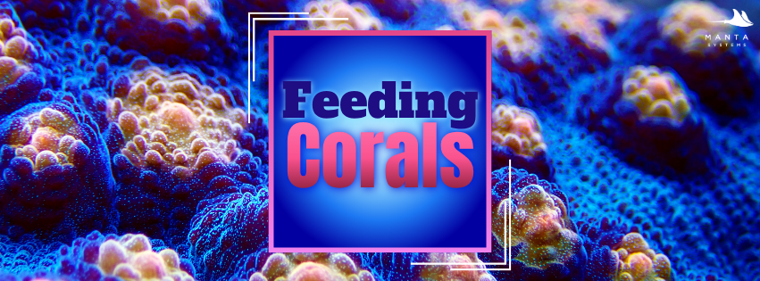 Coral feeding article banner