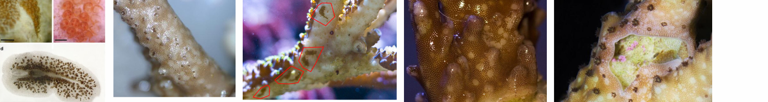 Images of corals with AEFW and their eggs