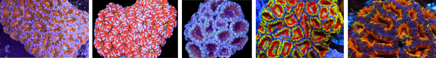 Image of acan colonies