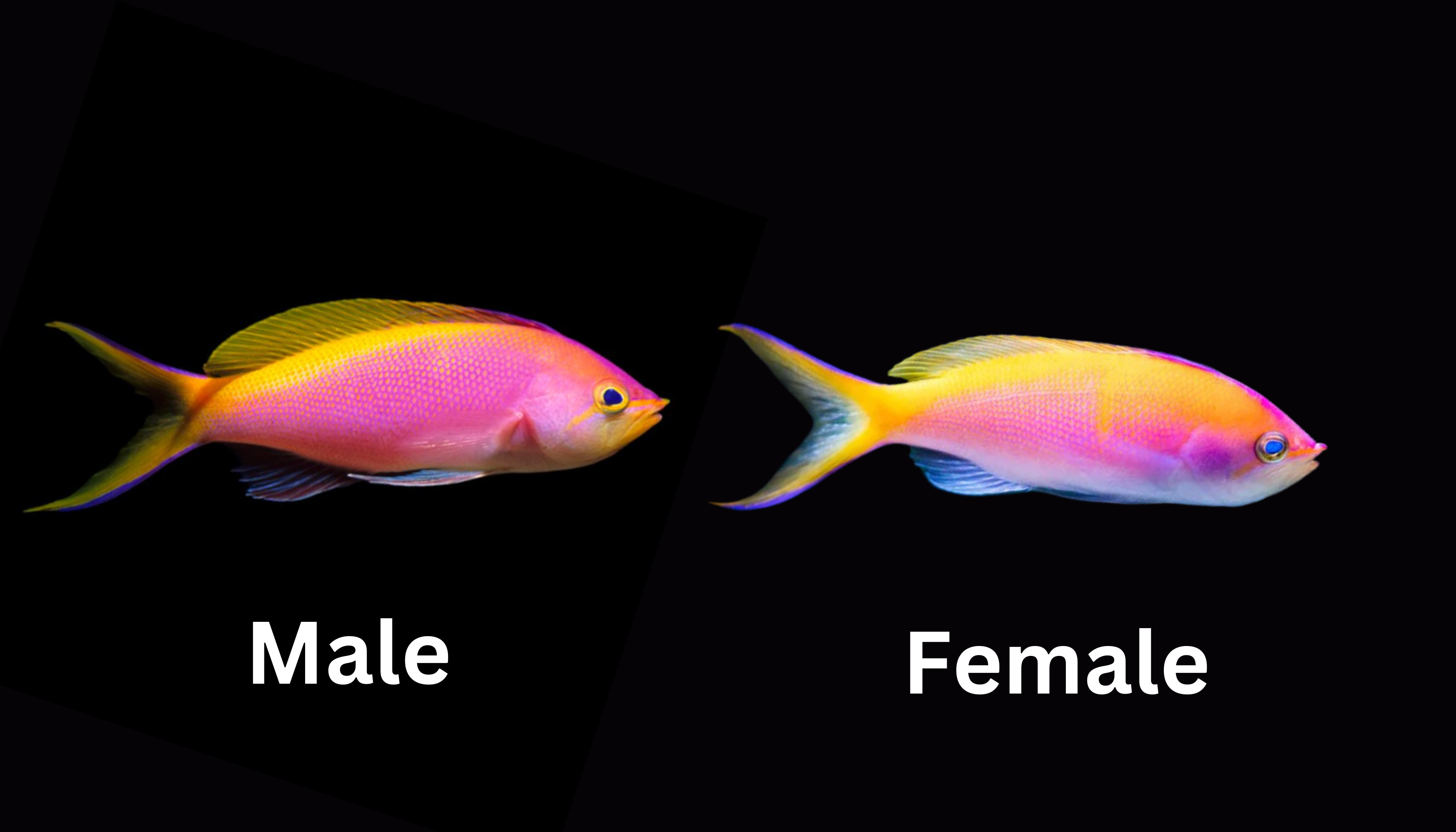 Image of male and female Bartletts