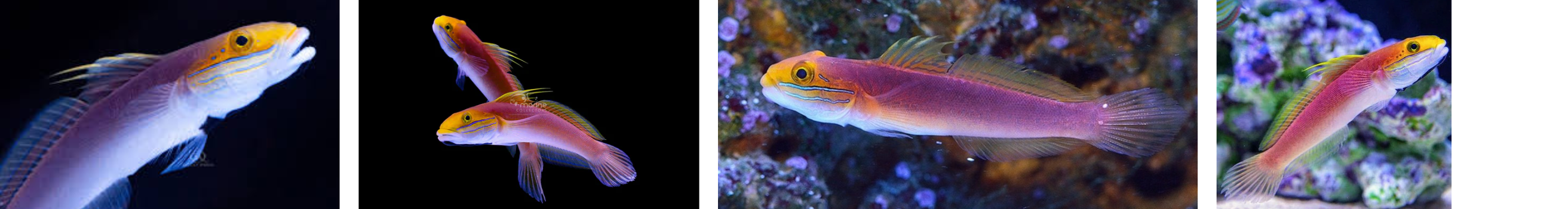 Bella Goby
