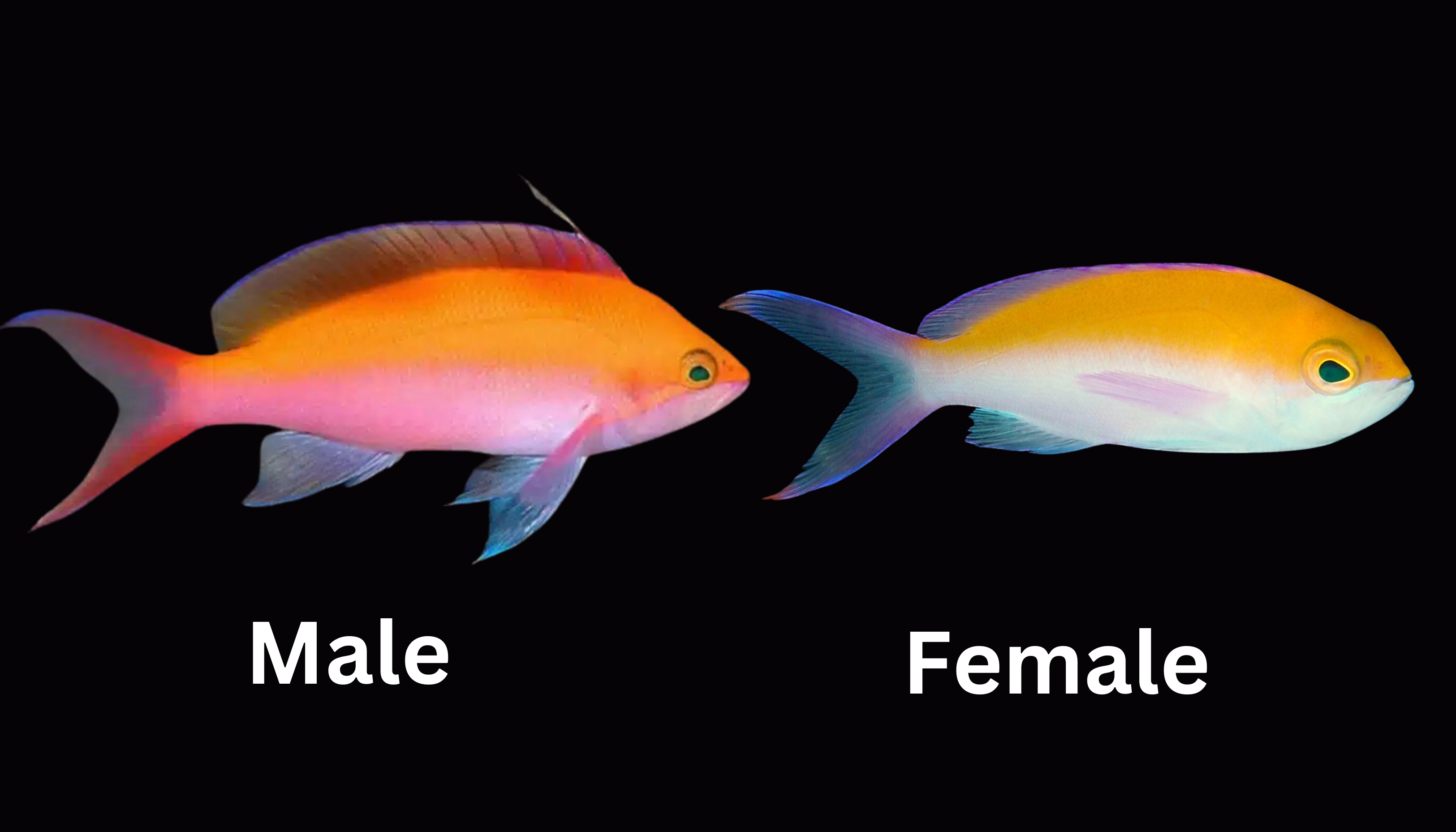 Image of male and female Bicolor Anthias