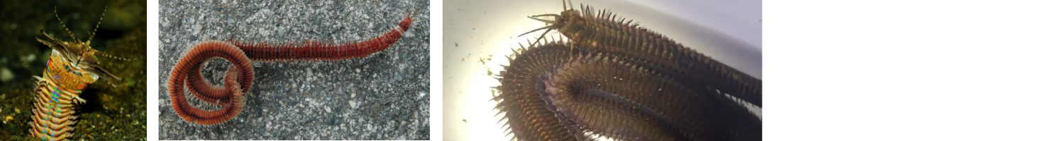 Image of Bobbit Worms