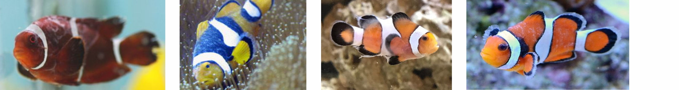 Image of clownfish with Brooklynella