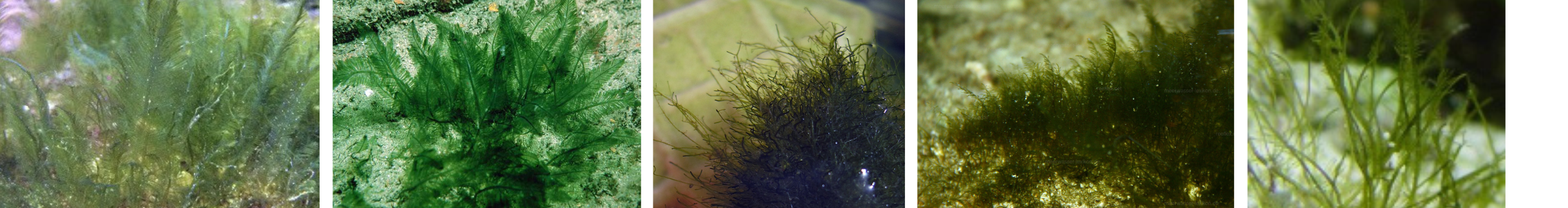 Image of Bryopsis Algae