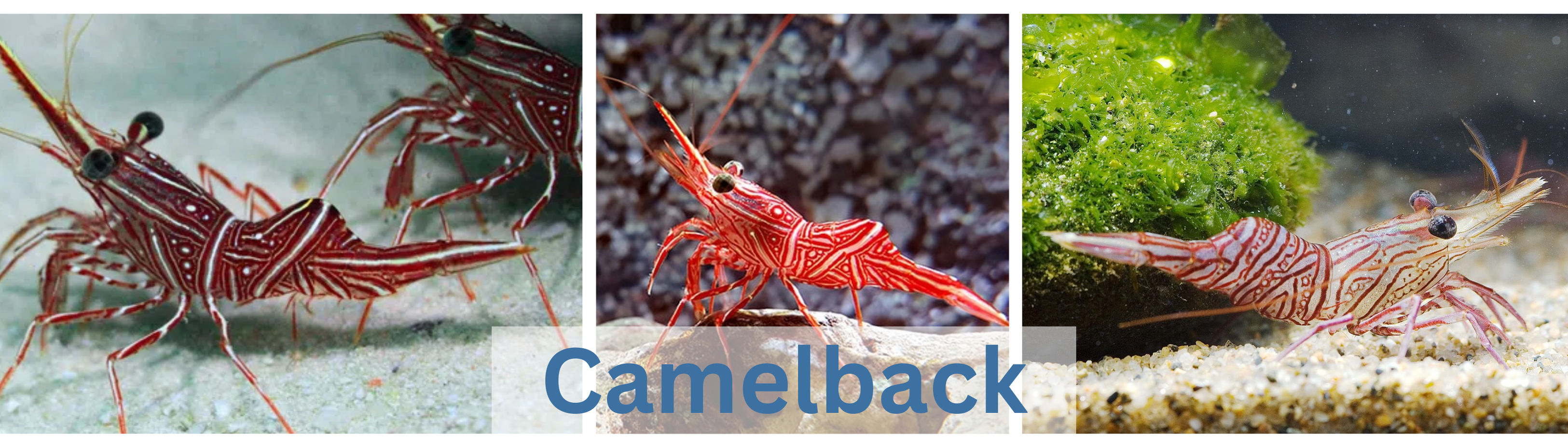 Image of Camelback Shrimp