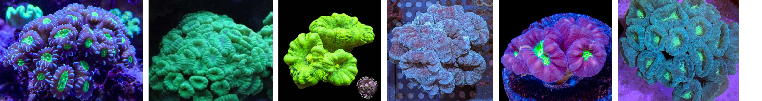 Images of Caulestrea Corals