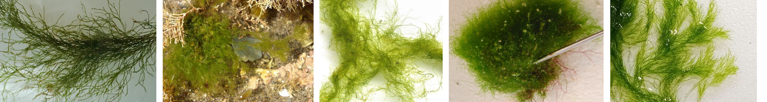 Image of Cladophora Algae