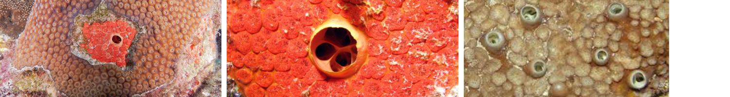 Image of coral boring sponges