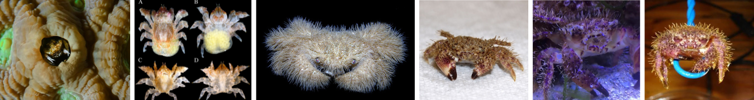 Image of Gall, Teddy Bear and Gorilla Crabs