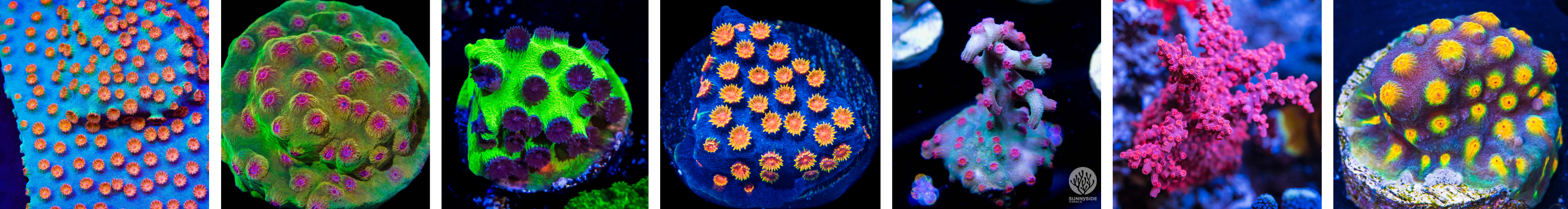 Image of Cyphastrea Corals