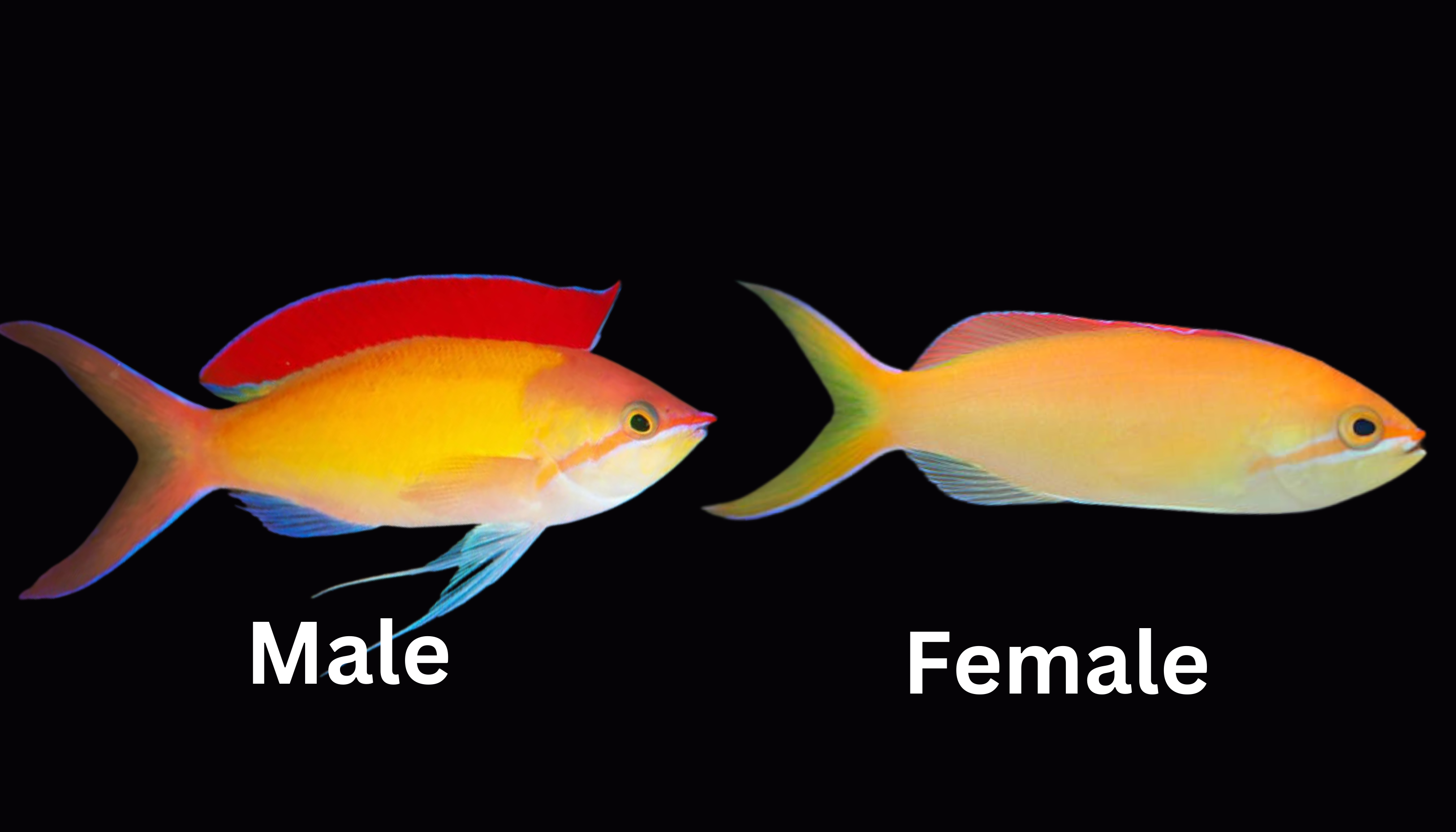 Image of male and female Dispar Anthias