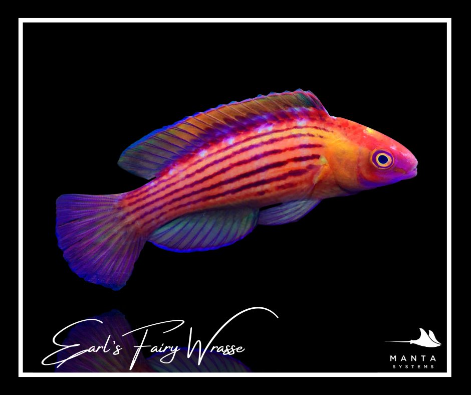 Earl's Fairy Wrasse